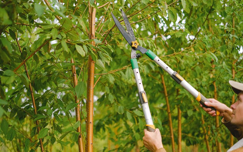 Tree trimming in Clifford, ND